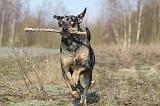 CATAHOULA 047